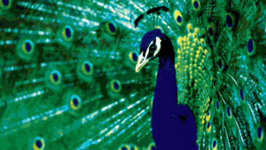 павлин - птицы - предпросмотр