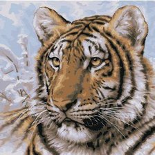 Большие кошки