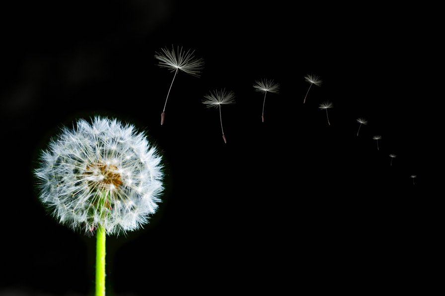 одуванчик - цветы - оригинал