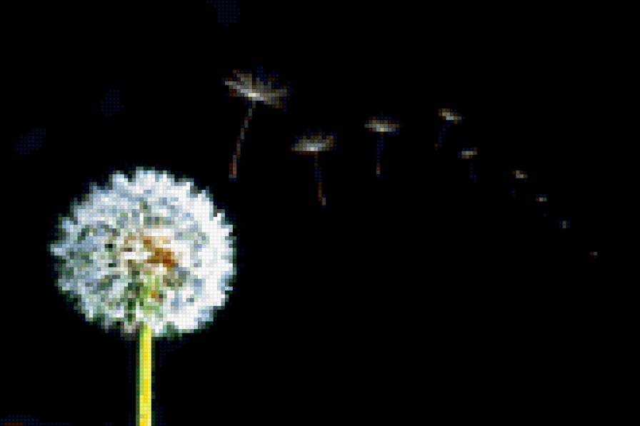 одуванчик - цветы - предпросмотр