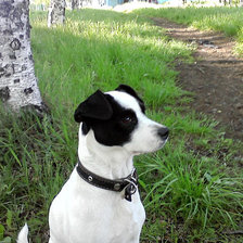 Схема вышивки «динара»