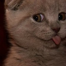 Схема вышивки «кошки»