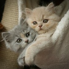 Схема вышивки «Киски»