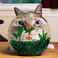 Схема вышивки «Котенок»