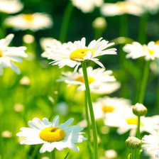 Схема вышивки «Ромашки»