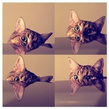 Схема вышивки «Котенок»