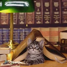 Схема вышивки «Котёнок в библиотеке»