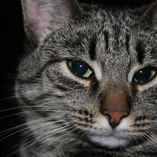 Схема вышивки «мурка»