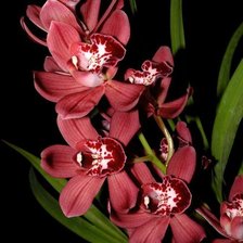 Схема вышивки «Орхидеи»