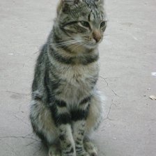 Схема вышивки «Кот Филимон»