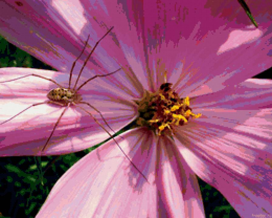 Подушка. Паучок и космея - цветы, подушки, насекомые - предпросмотр