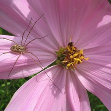 Схема вышивки «Подушка. Паучок и космея»