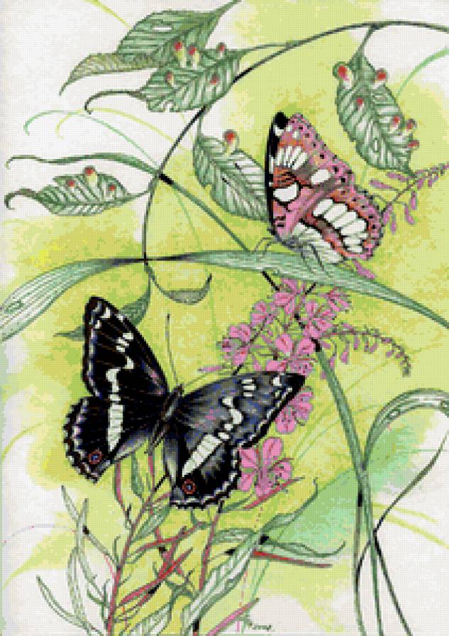 butterfly - предпросмотр