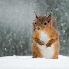Схема вышивки «Белка»