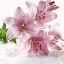 Схема вышивки «№174193»