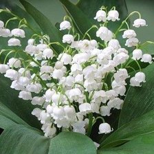 Схема вышивки «ландыши»