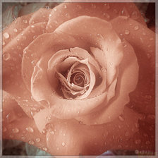 Схема вышивки «роза 1»