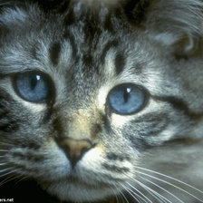 Схема вышивки «кот»