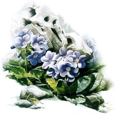 Схема вышивки «примула»