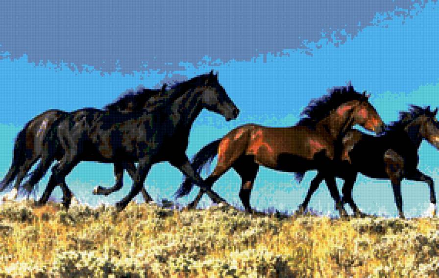 лошади - черный, лошади, кони, жеребец - предпросмотр