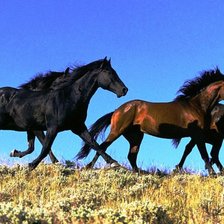Схема вышивки «лошади»