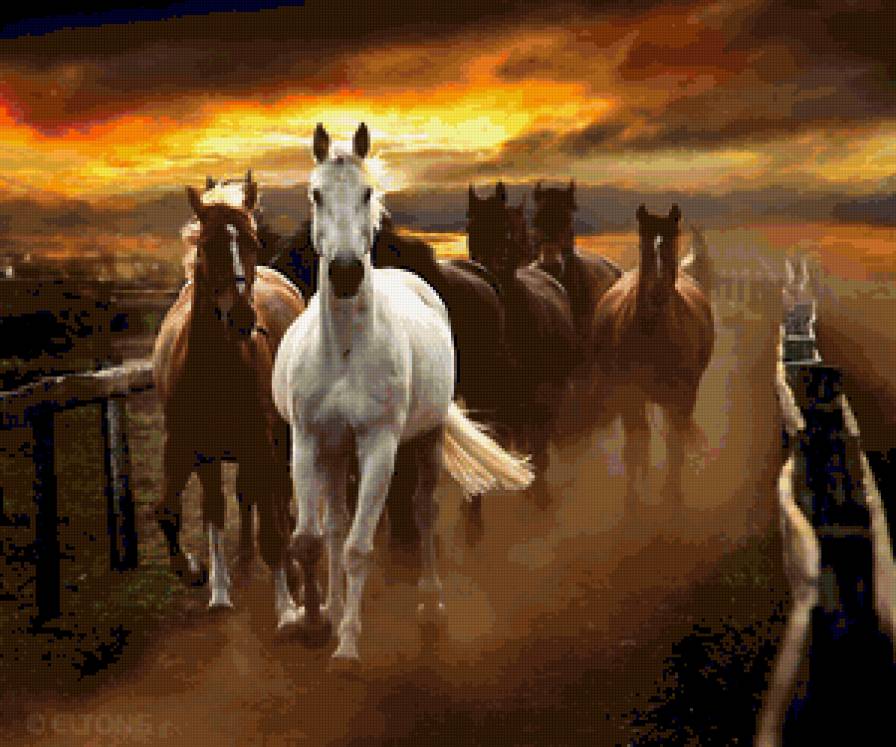 Коні - тварини - предпросмотр