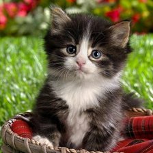 Схема вышивки «Котенок»