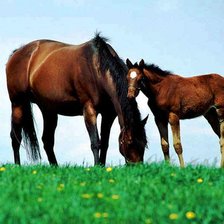Схема вышивки «лошадки»