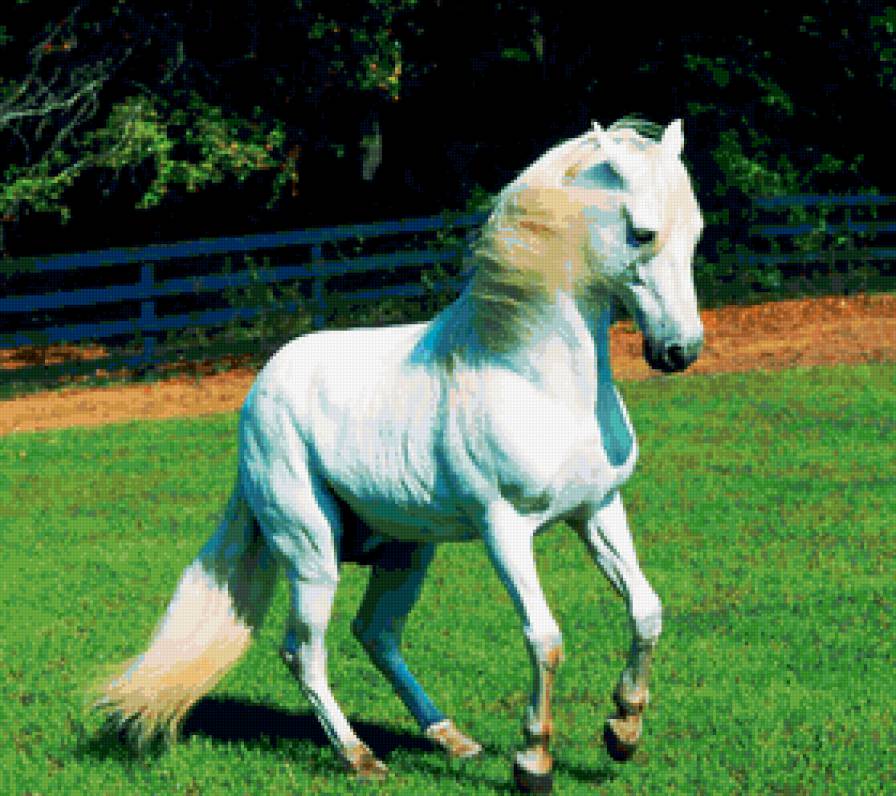 жеребец - белый, жеребец, лошади, кони - предпросмотр