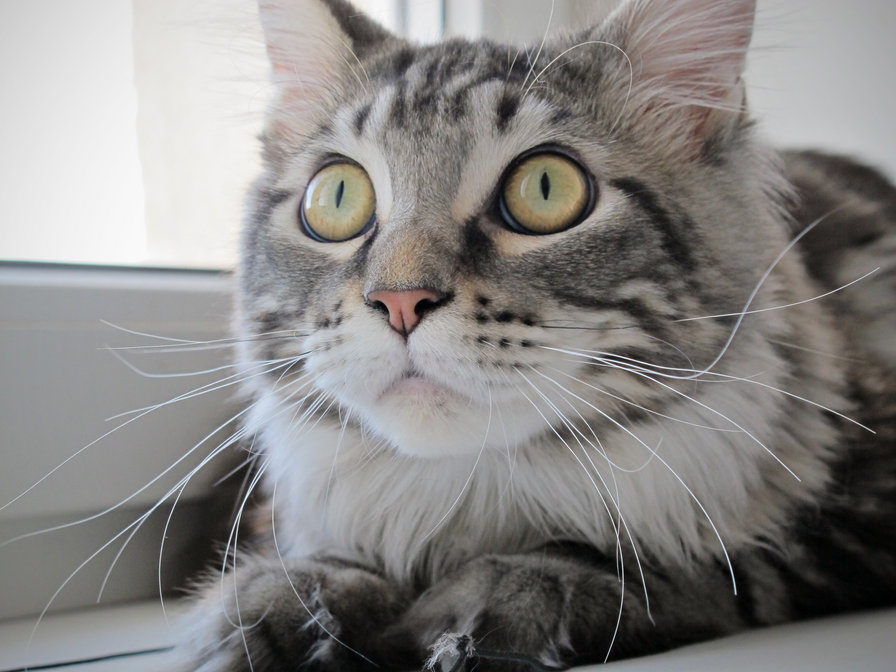 Корсик - st.tasha, korsar - оригинал