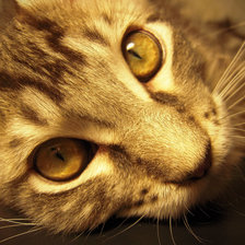 Схема вышивки «Korsar»