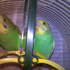 Схема вышивки «папугаи»