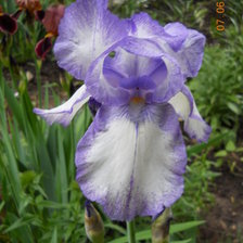 Схема вышивки «ирис»