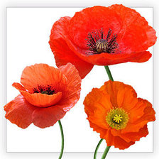 Схема вышивки «маки»