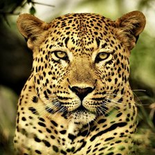 Схема вышивки «леопард»