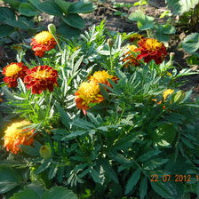 Схема вышивки «бархатцы»