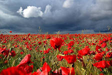 Схема вышивки «маковое поле»