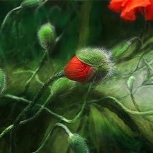 Схема вышивки «маки»