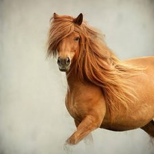 Схема вышивки «лошадь»