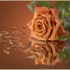 чайная роза