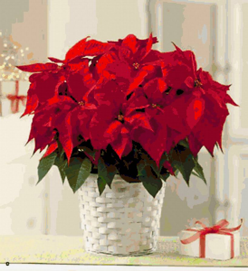 рождественский цветок - цветы - предпросмотр