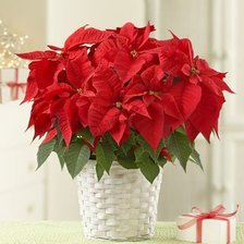 Схема вышивки «рождественский цветок»