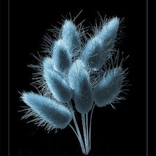 Схема вышивки «цветы»