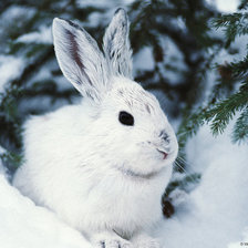 Схема вышивки «№175576»