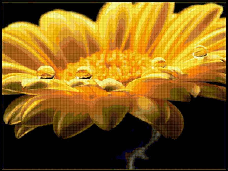 ромашка желтая - цветы - предпросмотр