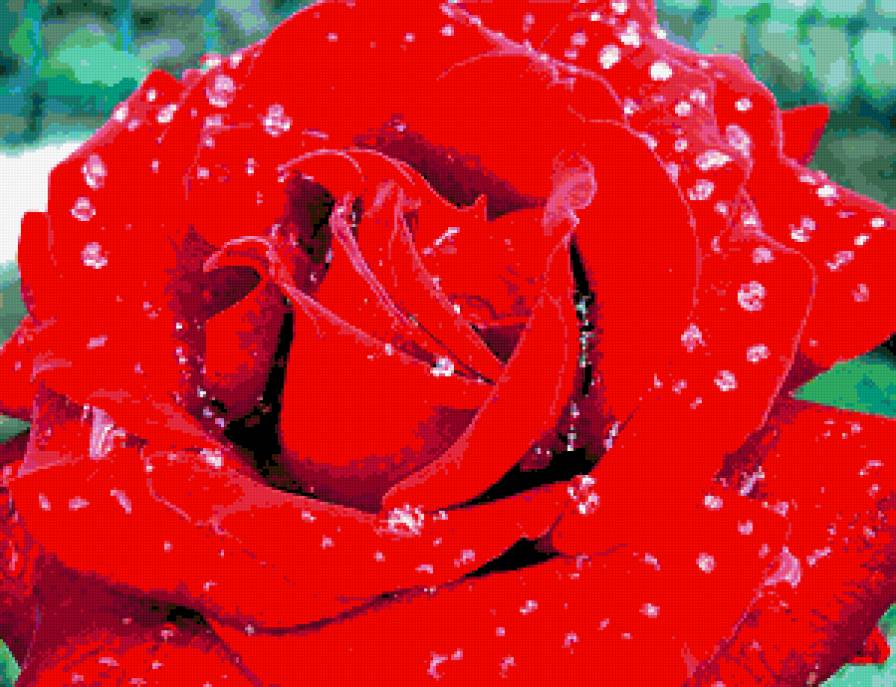 роза алая - розы - предпросмотр