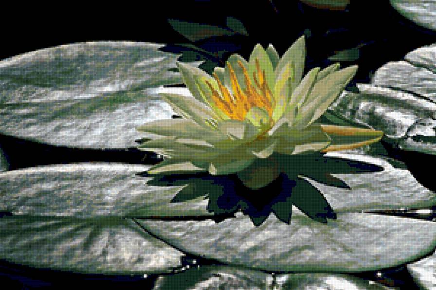 лилия - цветы - предпросмотр