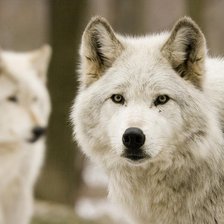 Схема вышивки «белый волк»