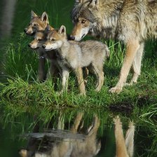 Схема вышивки «Волчата»