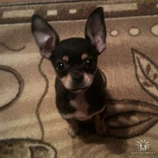 Схема вышивки «Той терьер»